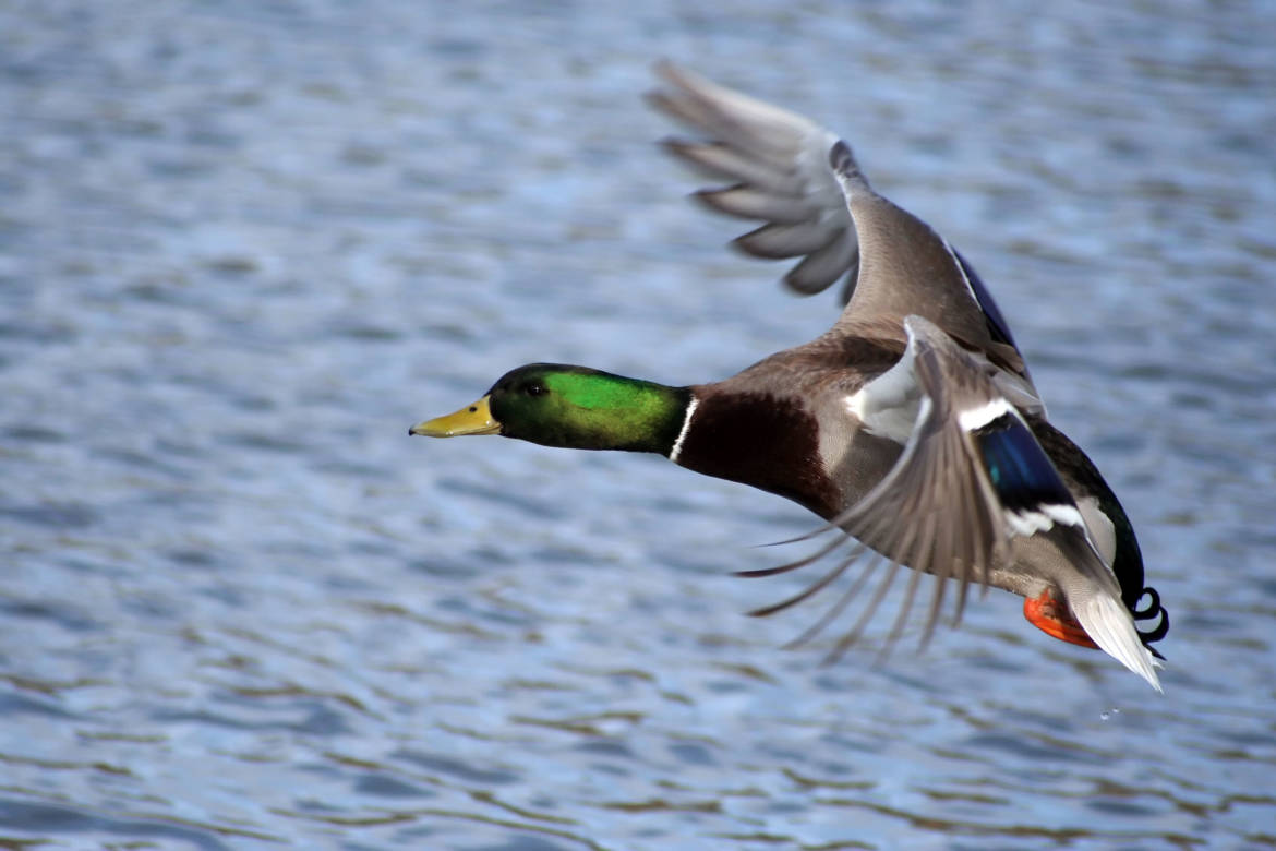 bigstock-Greenhead-Mallard-Duck-sl.jpg