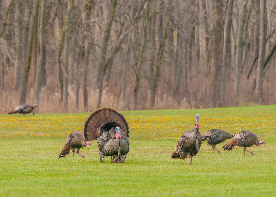 bigstock-Wild-Turkey-meleagris-Gallopa-sl.jpg